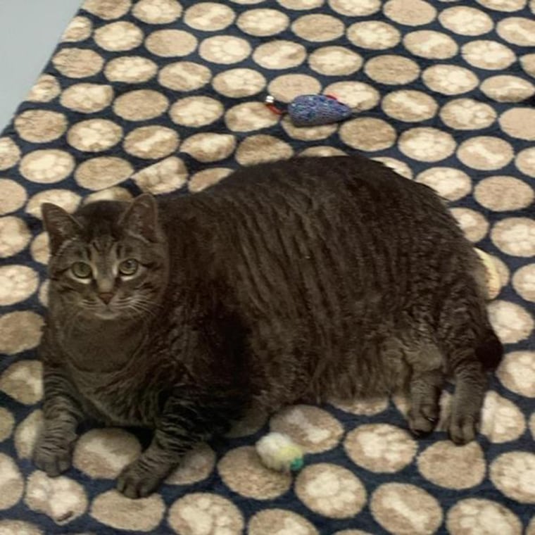 Zack The 30 Pound Rescue Cat Will Lose Some Weight In 2020 