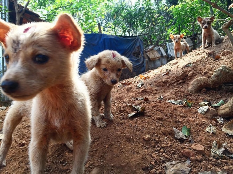 A litter of puppies shortly after being vaccinated by NGO Mission Rabies during a rabies vaccination campaign in Goa, India.