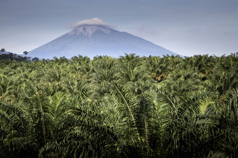 Image: Palm oil trees in West Sumatera, Indonesia, on Sept. 4, 2016.
