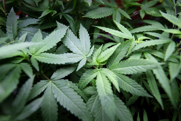 Image: Marijuana plants grow at Perennial Holistic Wellness Center medical marijuana dispensary in Los Angeles in 2012.