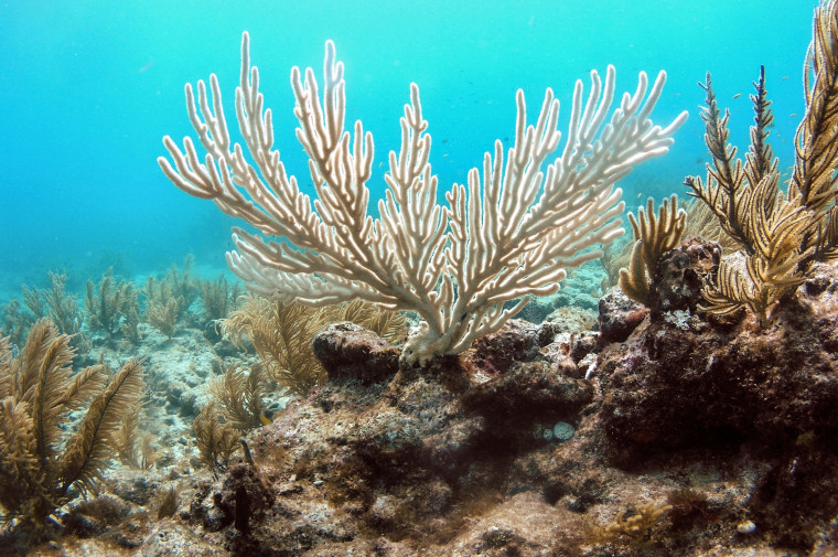 Image: A colony of bleached soft coral off Islamorada, Florida, in 2014.