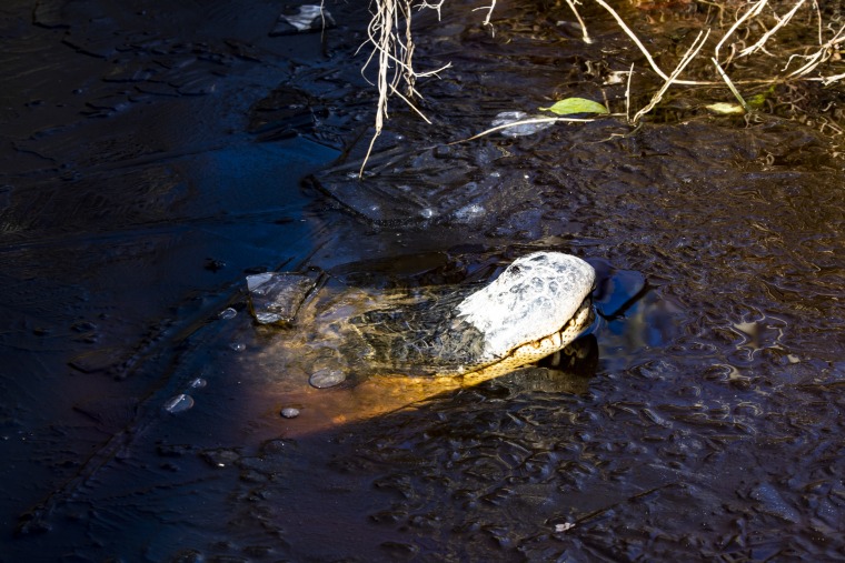 Image: Frozen alligators North Carolina
