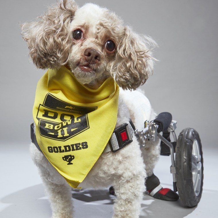 Mr. Bojangles, a dog with a wheelchair, is featured in "Dog Bowl II" on Animal Planet.
