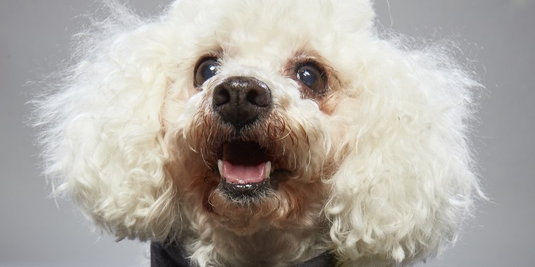 Dog Bowl' on Animal Planet showcases adoptable senior dogs