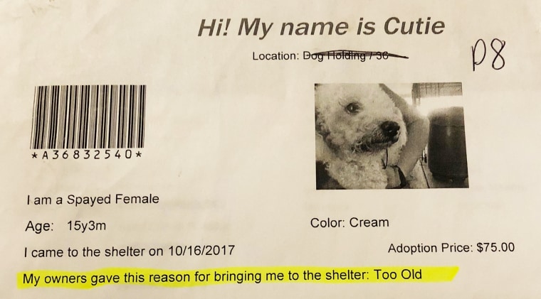 Karlie the dog, formerly named Cutie, was turned into the shelter for being "too old."