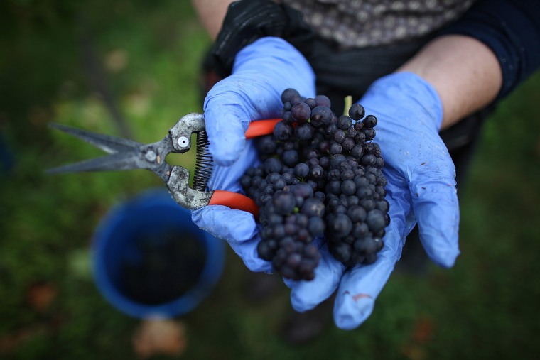 A worker holds grapes picked at Denbies Wine Estate 