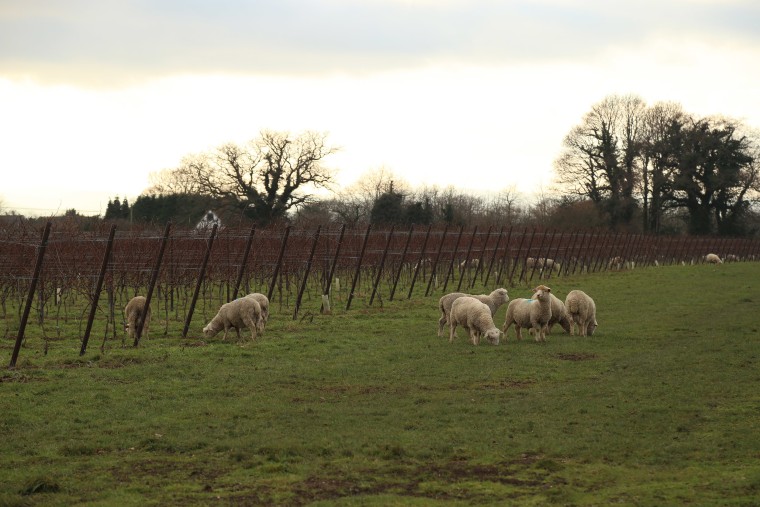 Image: Nyetimber Wine Estate in West Chiltington, England