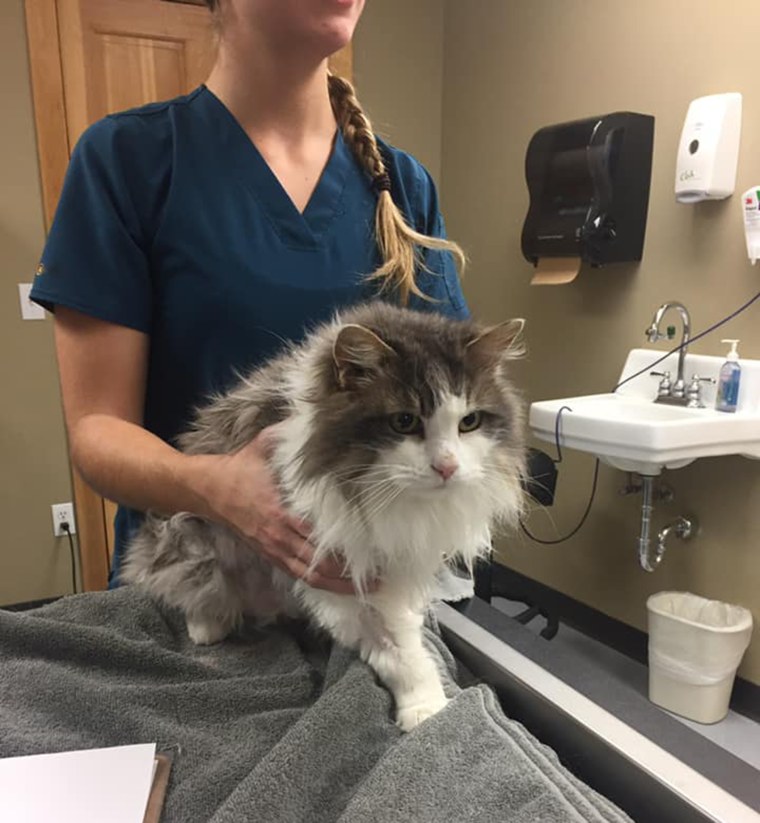 Fluffy the cat survives cold weather