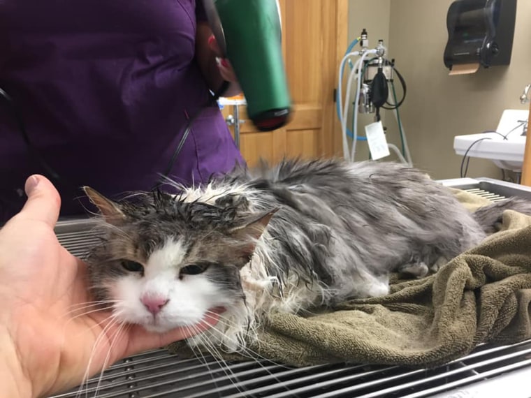 Fluffy the cat survives cold weather