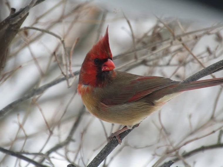Shirley Caldwell took this photo of a rare gynandromorphic cardinal through her kitchen window.