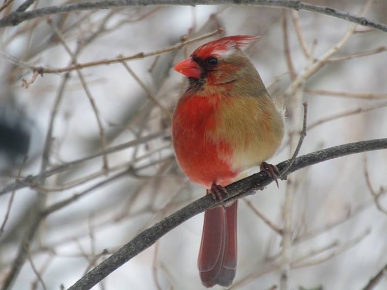 Shirley Caldwell took this photo of a rare gynandromorphic cardinal through her kitchen window.