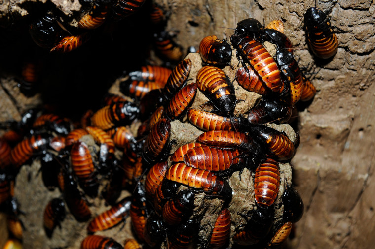 The Bronx Zoo is giving people the opportunity to name Madagascar hissing cockroaches.