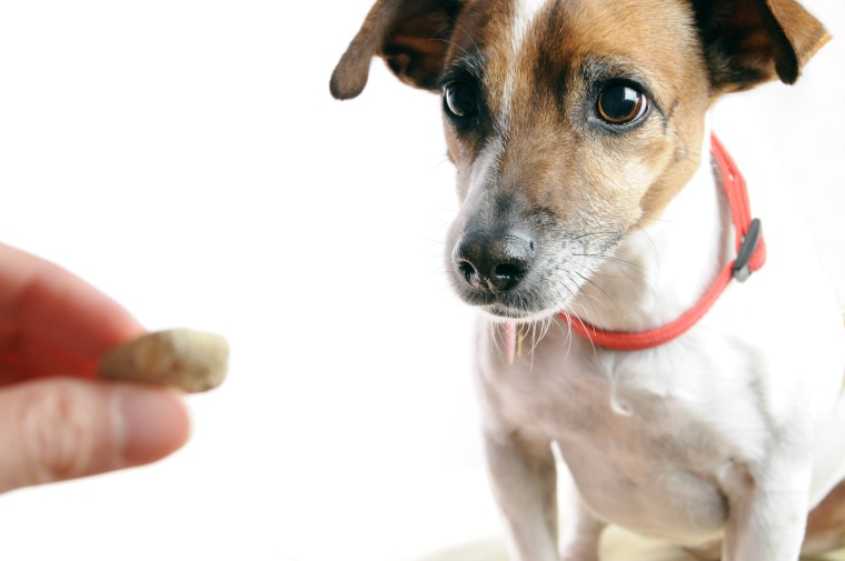 Image: Dog staring at a piece of biscuit treat.