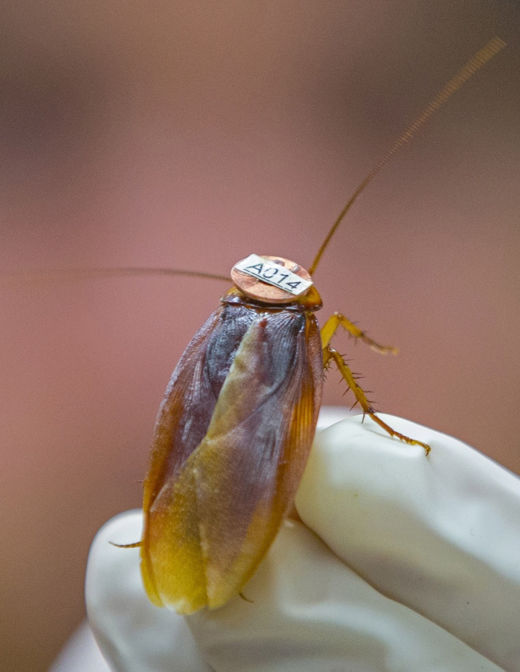 An American cockroach is seen at ULB in Brussels