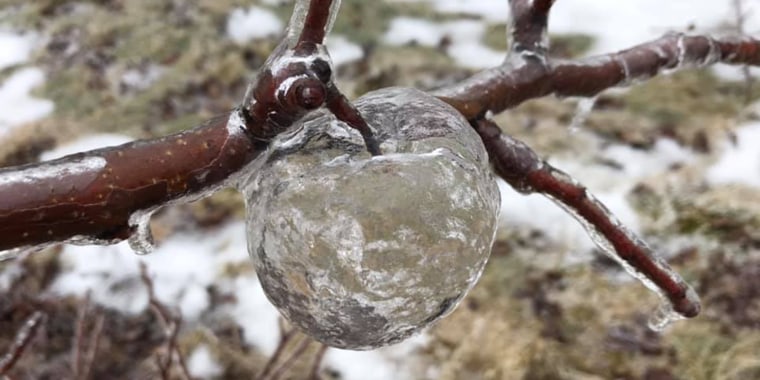 Ghost apples can happen when ice casings of apples hang from a tree.