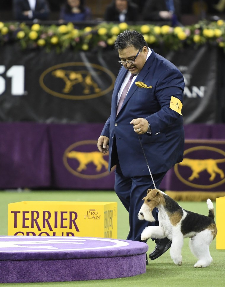 Fox terrier best sale westminster dog show