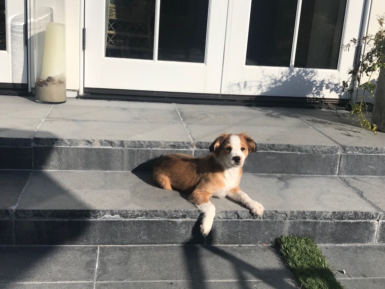 Obi on the steps at Morales' home in Califorina.