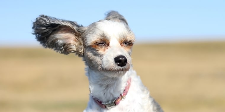 Small dog enjoys the sun and wind