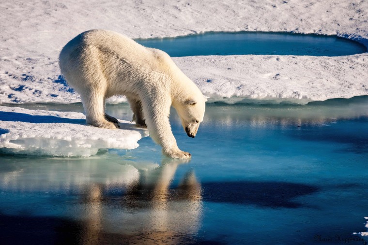 Image: Polar Bear