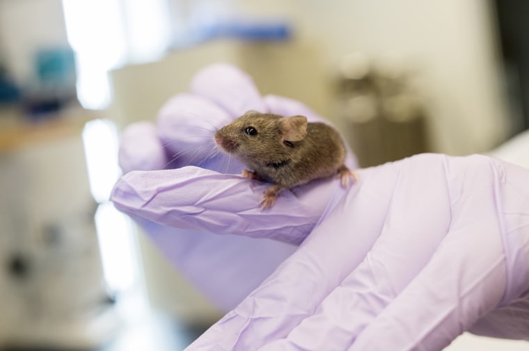 Natalie Perry, an animal technician associate, with a mouse in Richard Miller's pathology and geriatrics lab at the University of Michigan. Mice given molecules such as rapamycin live as much as 20 percent longer. 