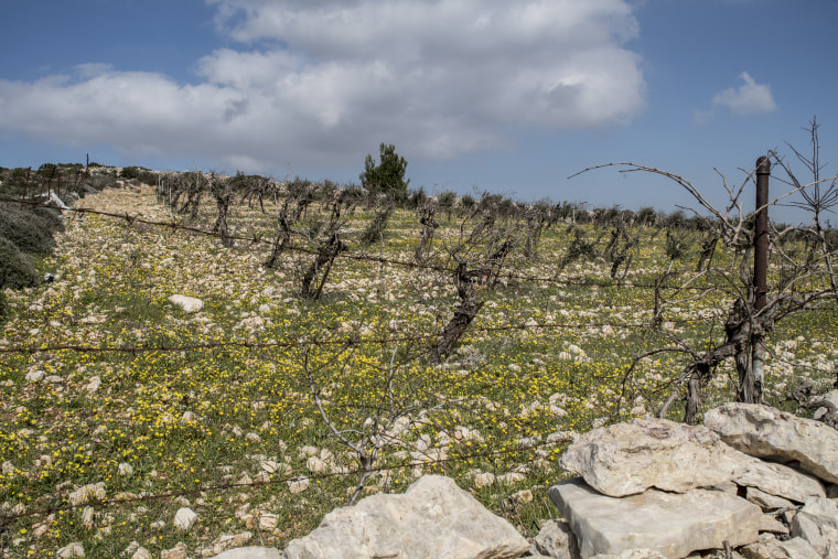 Image: Palestinian farm land appropriated for Efrat settlement