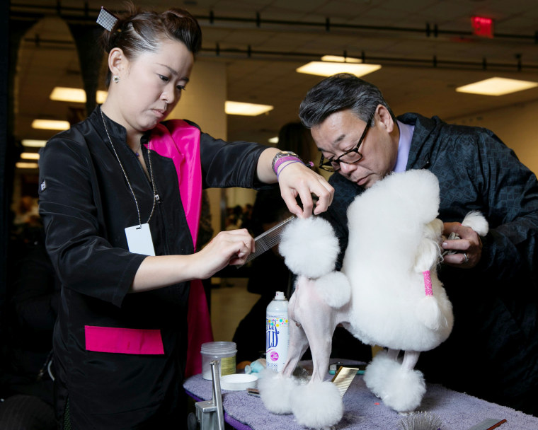 Image: Final grooming takes place backstage at Madison Square Garden before the 143rd Westminster Kennel Club Dog show at Madison Square Garden in New York