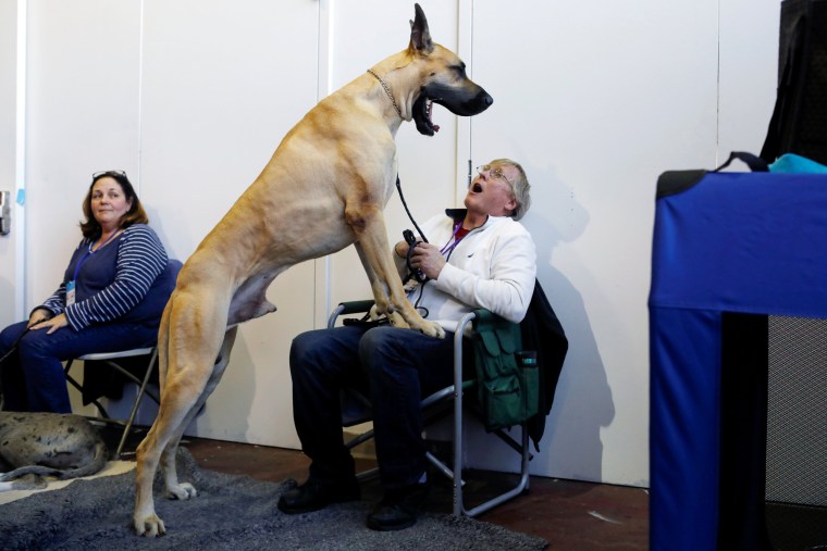 Image: Don Smith reacts as Cap'n Crunch the Great Dane yawns during the Meet the Breeds event ahead of the 143rd Westminster Kennel Club Dog Show in New York