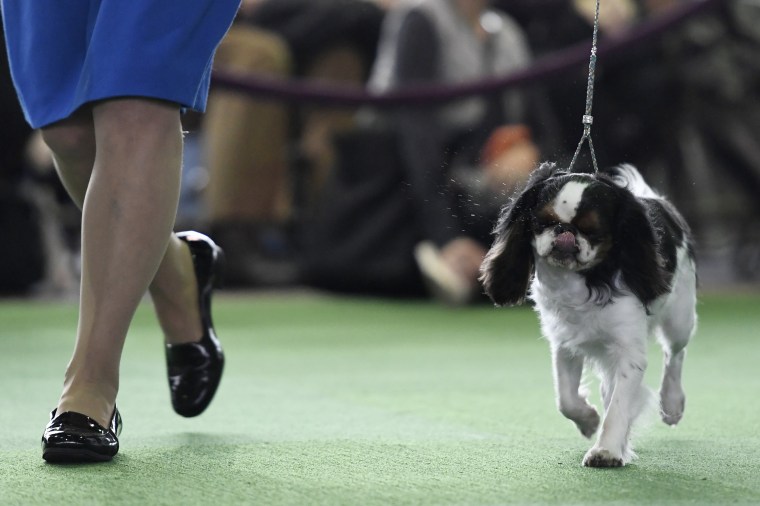 Image: Westminster Kennel Club Hosts Its Annual Dog Show In New York