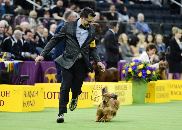 Image: Westminster Kennel Club Hosts Its Annual Dog Show In New York