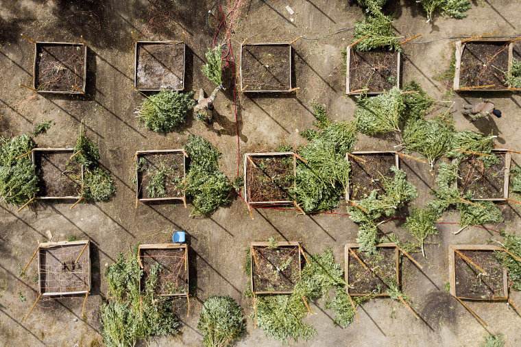 Sheriff's deputies seize marijuana from a growing operation in unincorporated Calaveras County, California on Sept. 29, 2017.