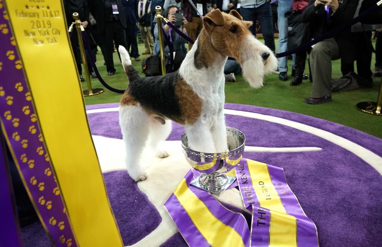 Image: Westminster Dog Show, Best in Show