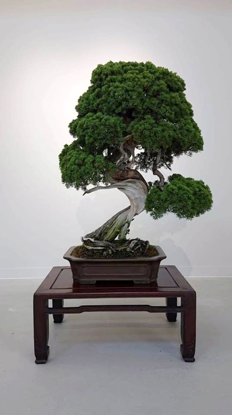 Image; Seiji Iimura's stolen 400 year old bonsai tree