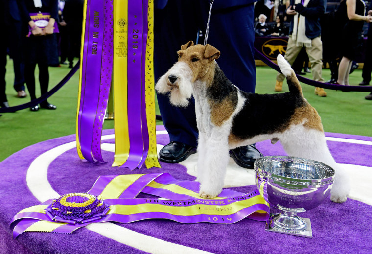 Image: Westminster Kennel Club Hosts Its Annual Dog Show In New York