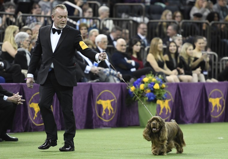 Image: Westminster Kennel Club Hosts Its Annual Dog Show In New York