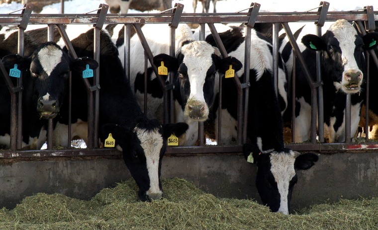Image: Washington State Dairy Cows