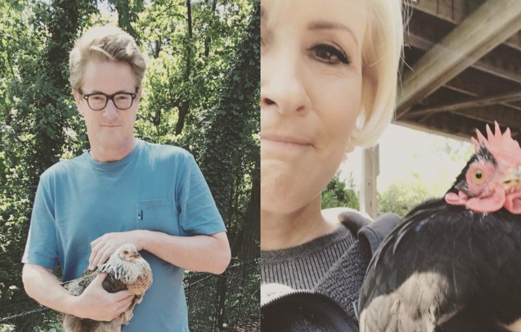 "Morning Joe" co-hosts Mika Brzezinski and Joe Scarborough with their pet chickens.