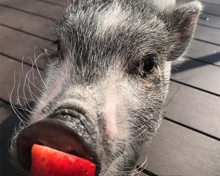 K.C., Mika Brzezinski's pet pig, lives at the nonprofit Peace Ridge Sanctuary in Maine.