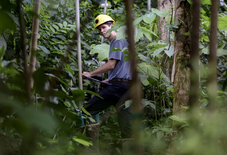 Image: Project technician Robert Tunison collects plant physiology data in Rio Grande, Puerto Rico, on Feb. 13, 2019.
