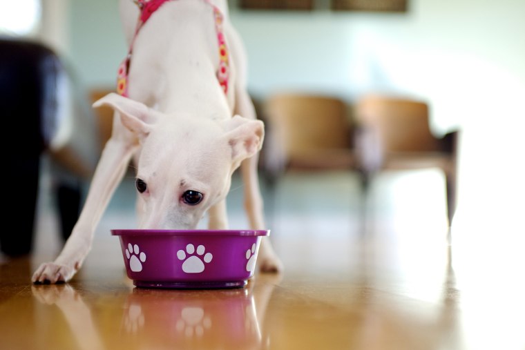 Image: White puppy eating from dog dish