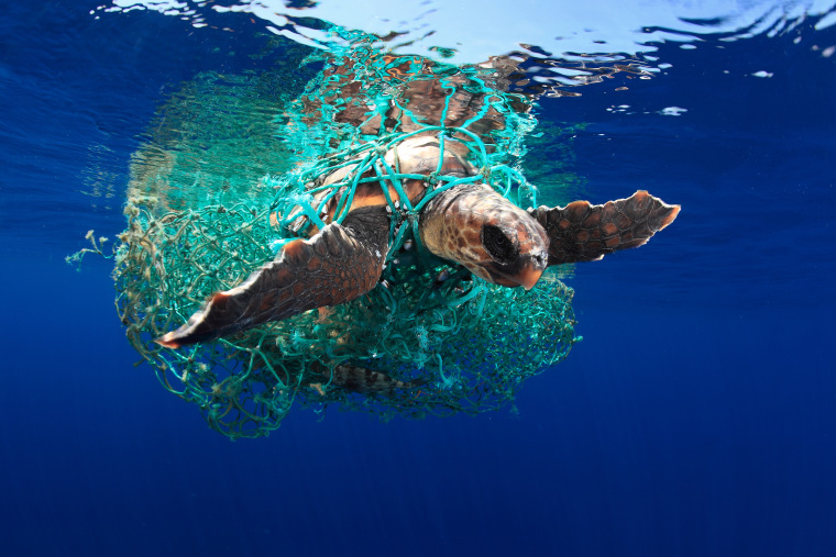 Marine Conservation Photographer of the Year 2019: 'Caretta caretta turtle'