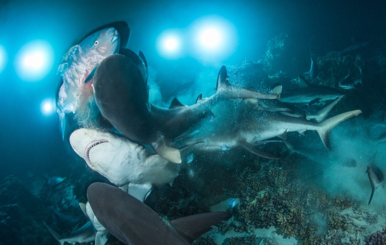 Underwater Photographer of the Year 2019 & British Underwater Photographer of the Year 2019: 'The Gauntlet'