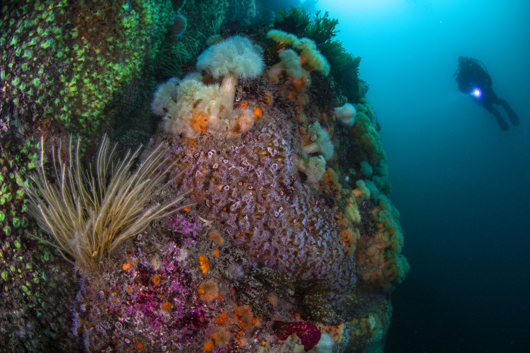 British Waters Wide Angle Winner: 'Off the wall'