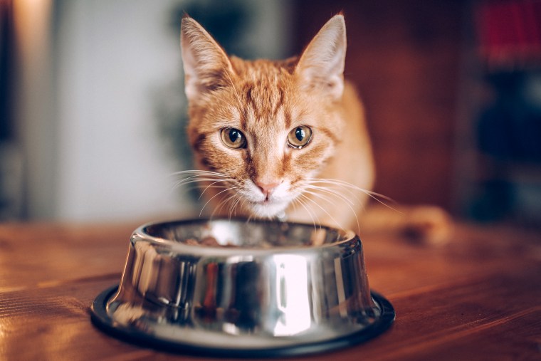 Best cat 2025 food 2019