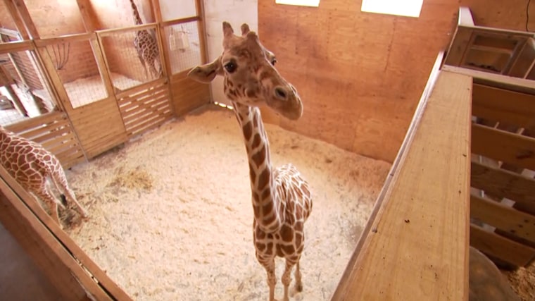 April the Giraffe