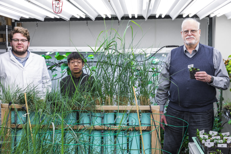 Image: The team behind the modified houseplants: Ryan Routsong, Long Zhang and Stuart Strand.