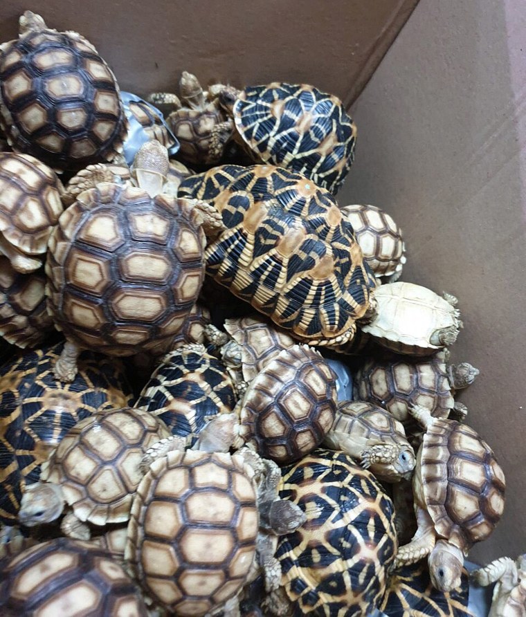 Image: Philippine authorities said that they found more than 1,500 live exotic turtles stuffed inside luggage at Manila's airport