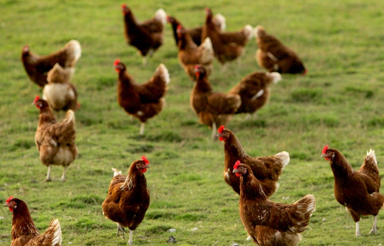 Free Range Farmers Weigh Up Bird Flu Threat