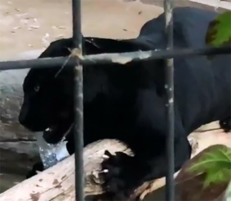 Jaguar at Wildlife World Zoo Aquarium &amp; Safari Park