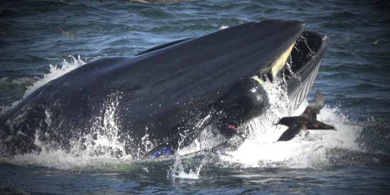 Man swallowed by whale