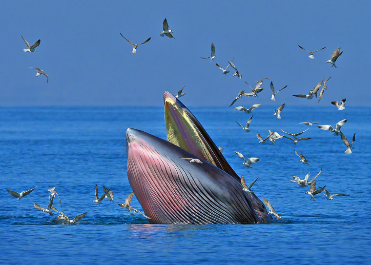 Diver survives almost being 'swallowed' by 15-ton whale